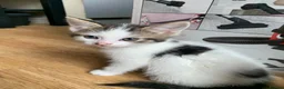 Mixed Breed cats for sale: 5 beautiful kittens - Advert 2