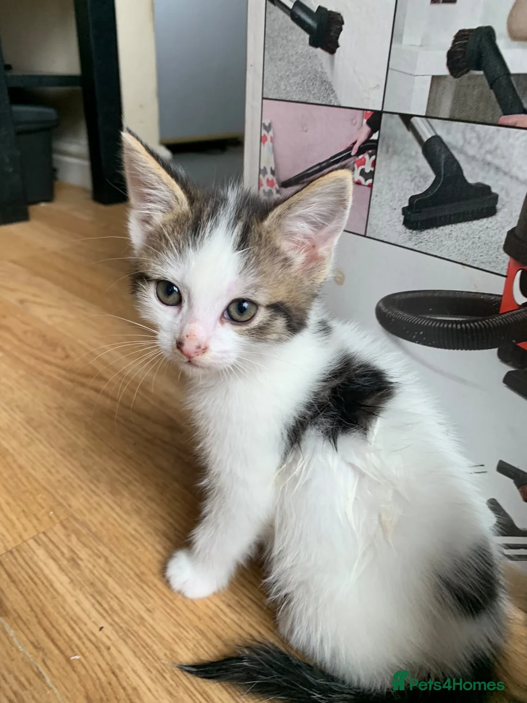 Mixed Breed cats for sale: 5 beautiful kittens - Advert 2