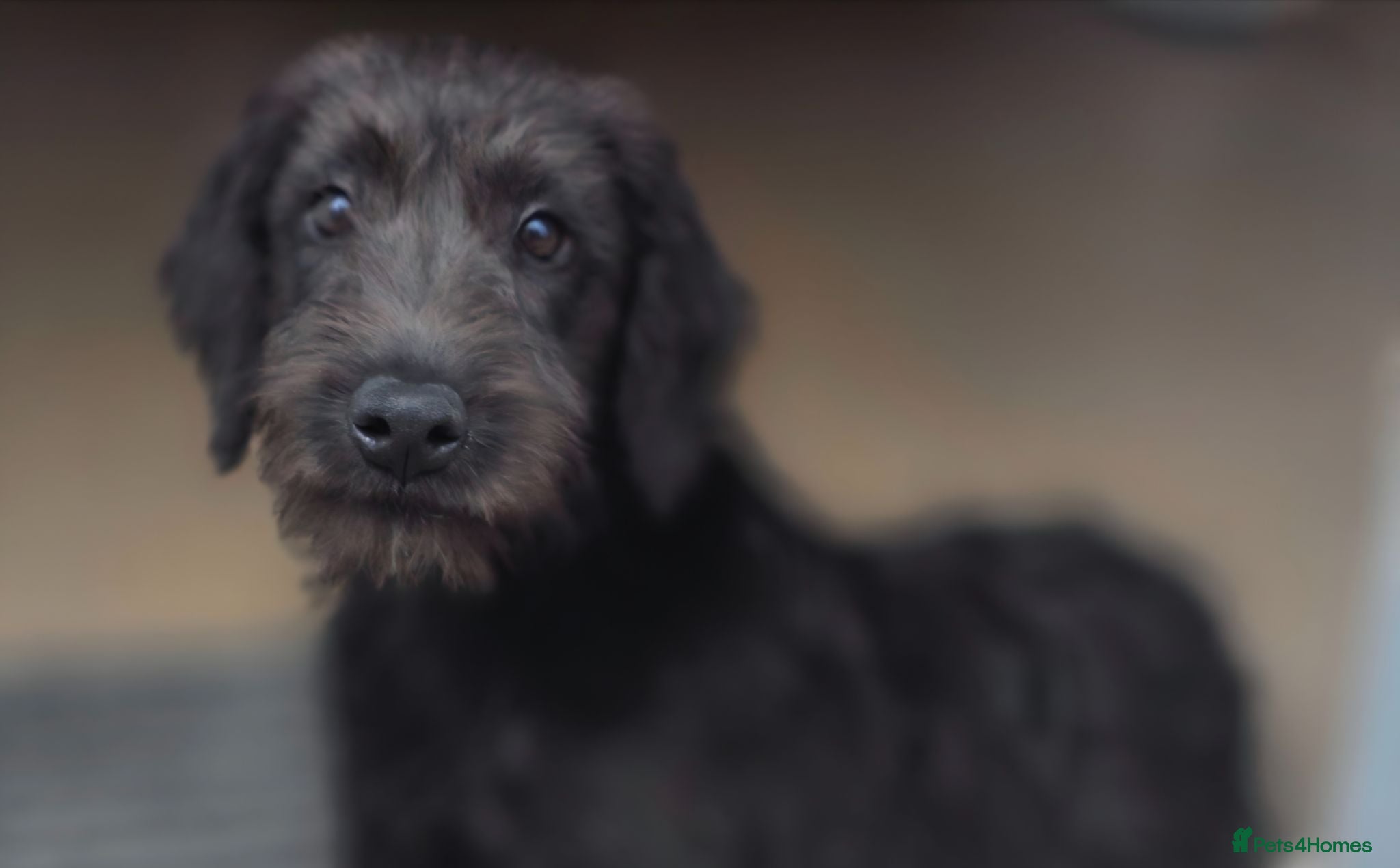 Lurcher dogs *REDUCED* Deerhound Greyhound Collie/Bedlington  - Advert 3