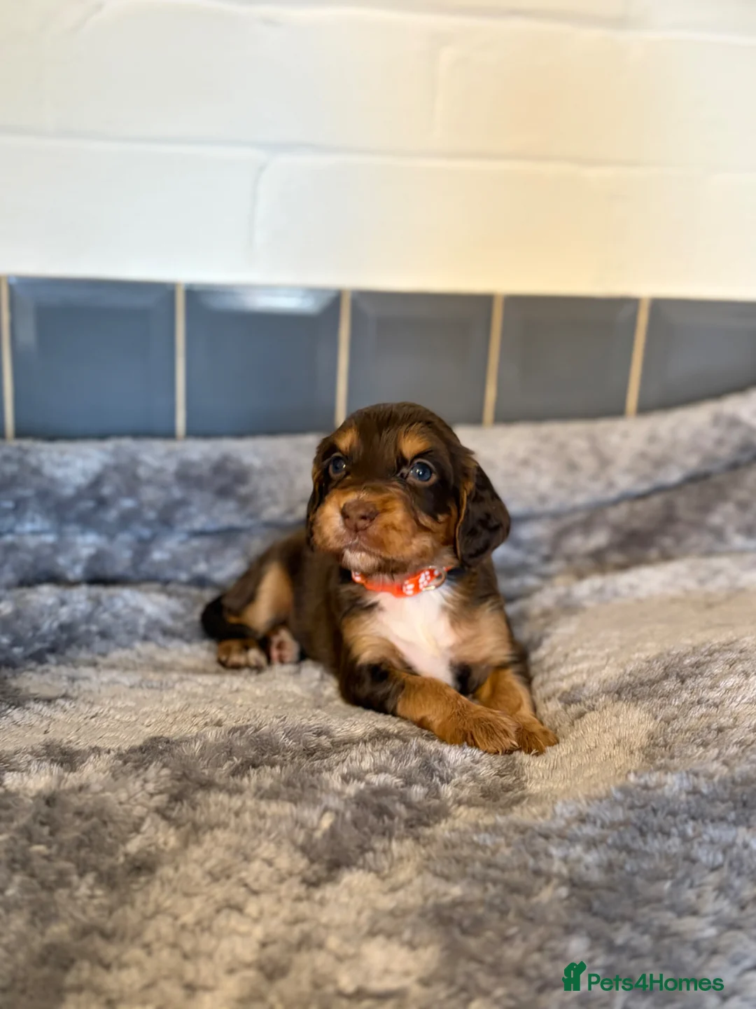 Cocker Spaniel dogs for sale: Tri colour cocker spaniel puppies, 1 red boy - Advert 1