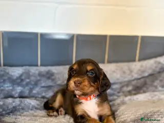 Cocker Spaniel dogs Tri colour cocker spaniel puppies, 1 red boy - Advert 10