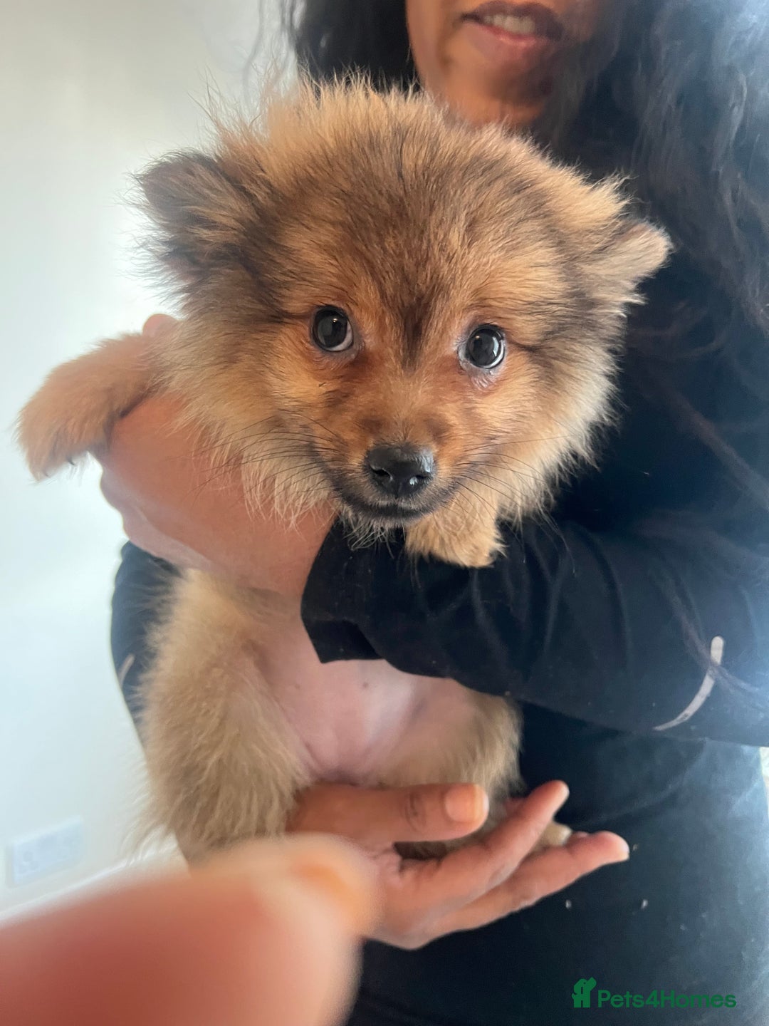 Mixed Breed dogs for sale: The cutest Pups: German & Japanese Pomeranian - Advert 19