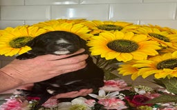 Saint Bernard dogs for sale: F1 st doodles puppies for sale - Image 3