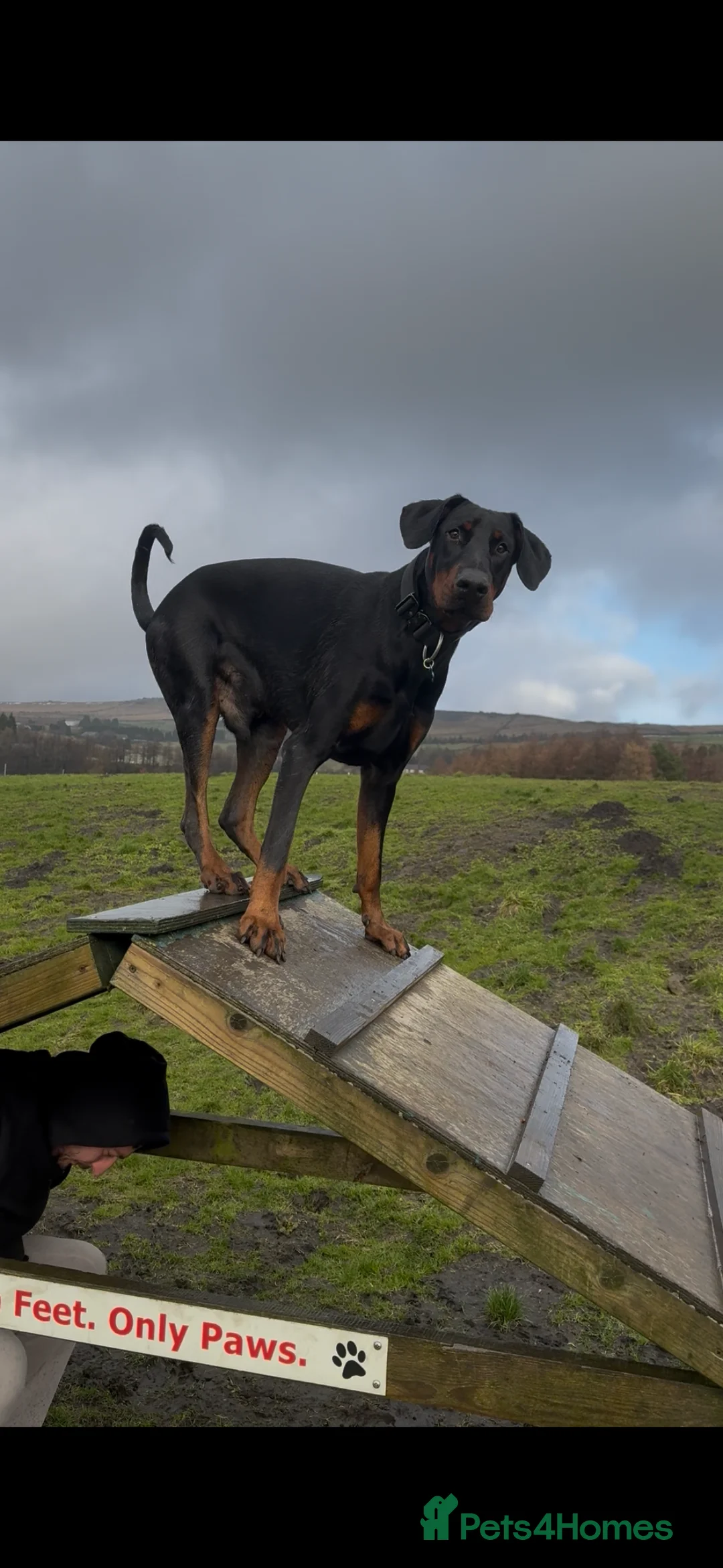 Dobermann dogs for sale: Rehoming doberman  - Advert 2