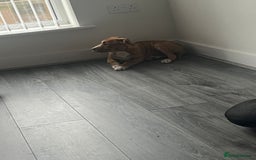 Mixed Breed dogs for sale: Narla - Image 1