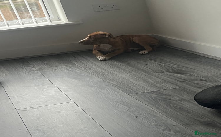 Mixed Breed dogs - Advert 1