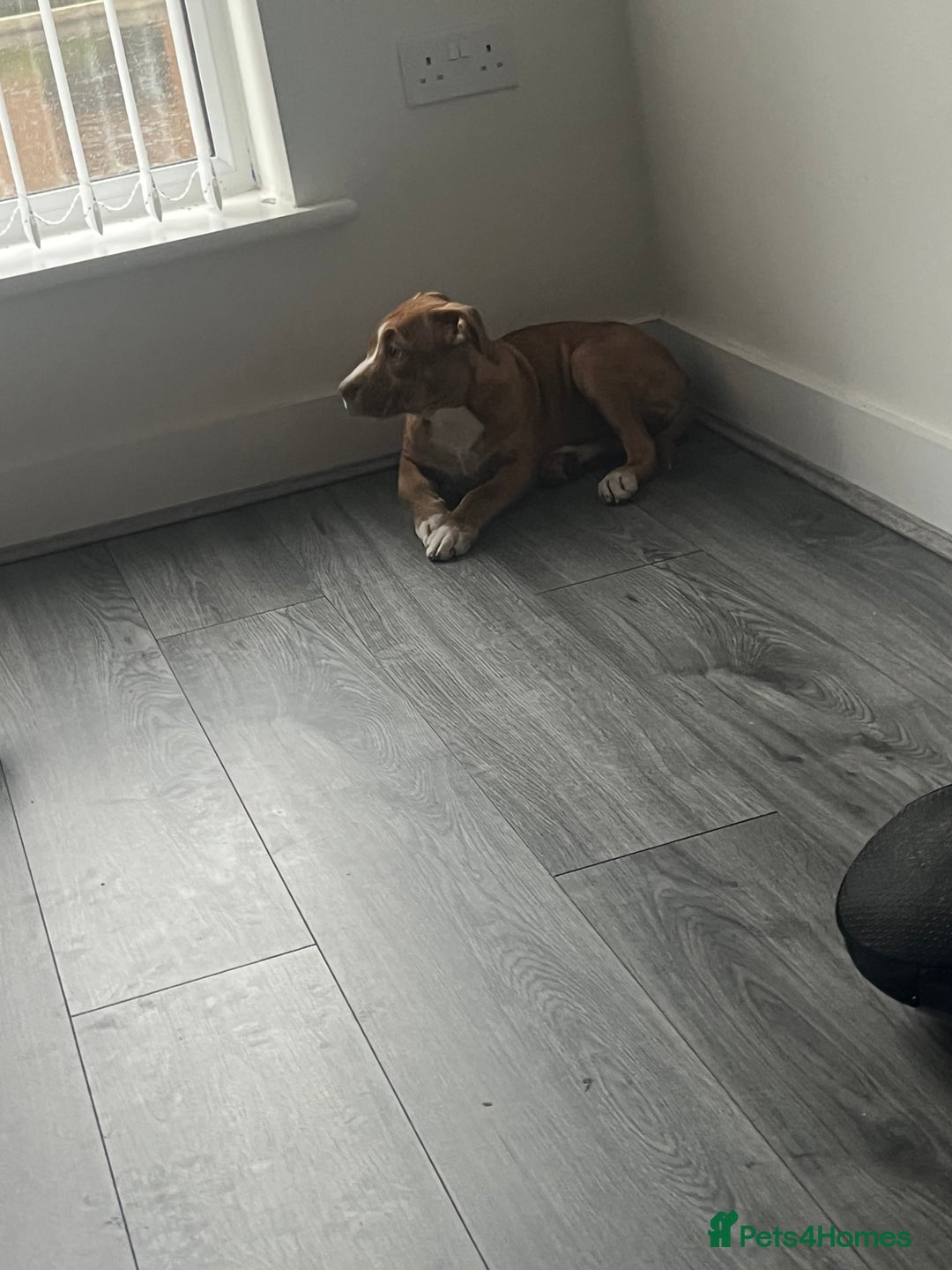 Mixed Breed dogs for sale: Narla - Image 1