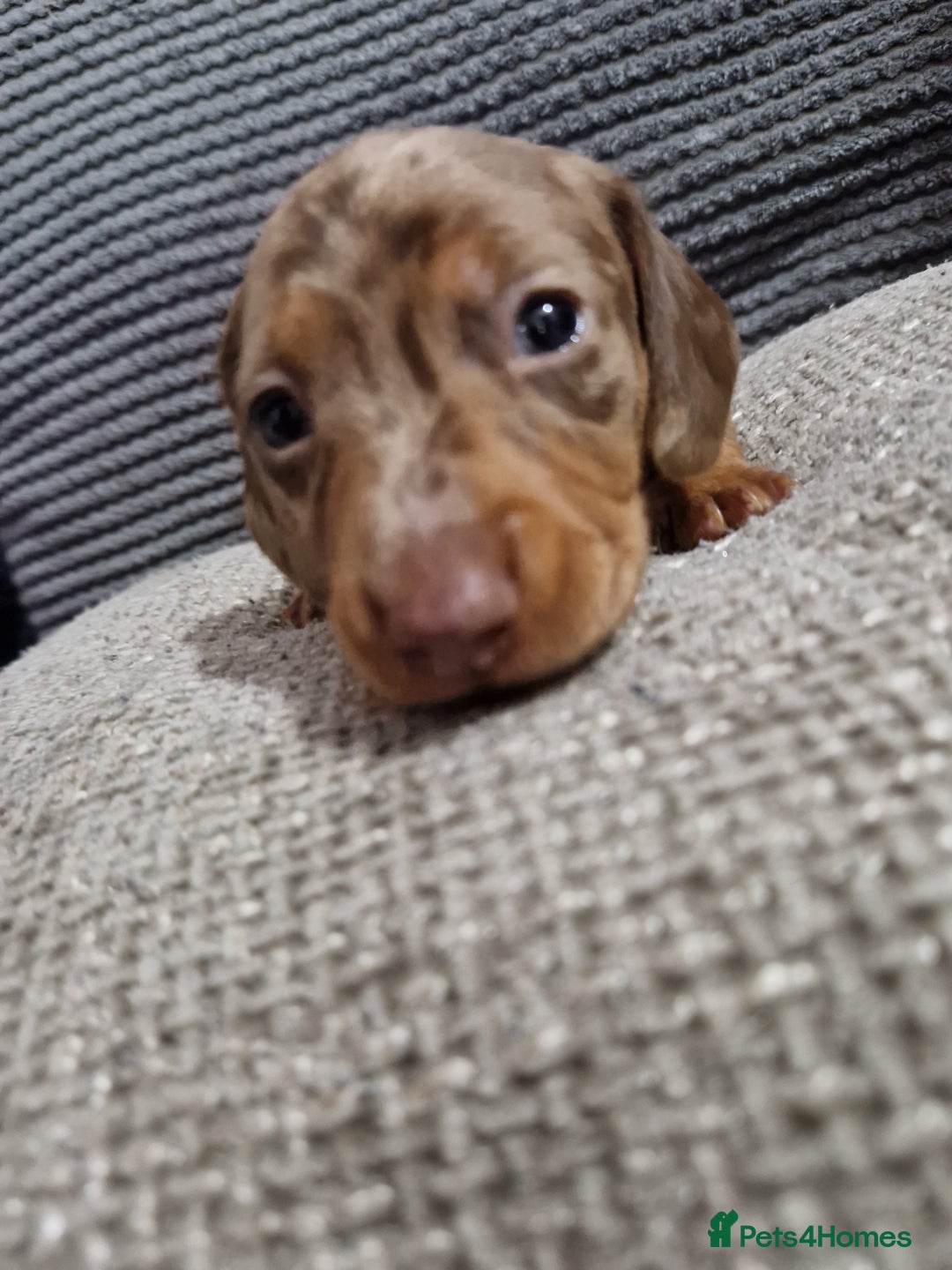 Miniature Dachshund dogs for sale: Miniature Smooth Haired Dachshund  - Advert 6