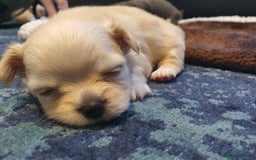 Chihuahua dogs for sale: Gorgeous Tiny Chihuahua Pups - Beautiful Cream Boy - Image 13