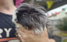 Guinea Pig rodents for sale: 2 bonded male guinea pigs - Image 2