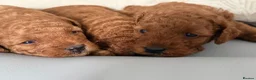 Toy Poodle dogs for sale: Toy poodle - Advert 2