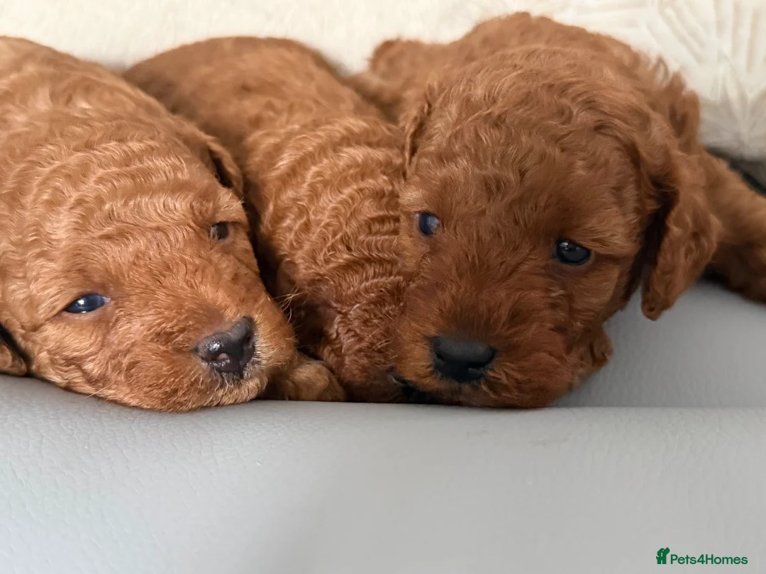Toy Poodle dogs for sale: Toy poodle - Advert 2