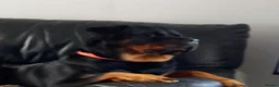 Rottweiler dogs for stud: Large Rottweiler  for stud  in Manchester - Advert 2