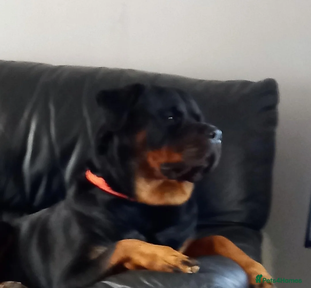 Rottweiler dogs for stud: Large Rottweiler  for stud  in Manchester - Advert 2