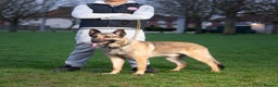 German Shepherd dogs for stud: PROVEN BIG BONED GERMAN SHEPHERD FOR STUD  in Romford - Advert 6