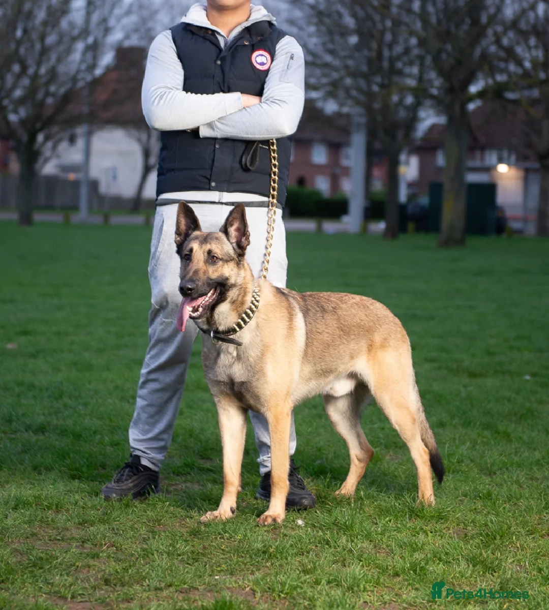 German Shepherd dogs for stud: PROVEN BIG BONED GERMAN SHEPHERD FOR STUD  in Romford - Advert 6