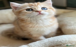 British Shorthair cats for sale: GCCF reg BSH Chocolate and Black Golden Kittens in London - Image 34
