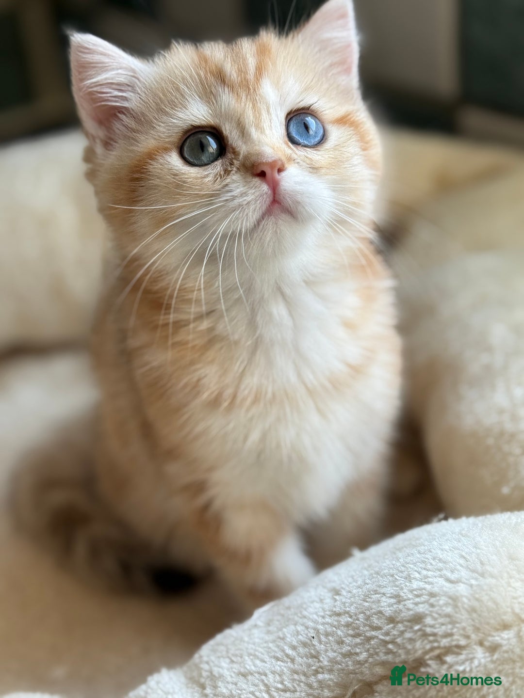 British Shorthair cats for sale: GCCF reg BSH Chocolate and Black Golden Kittens in London - Image 34