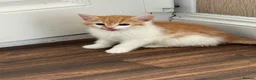 Mixed Breed cats for sale: 4 kittens available to leave.  in Sheffield - Advert 4