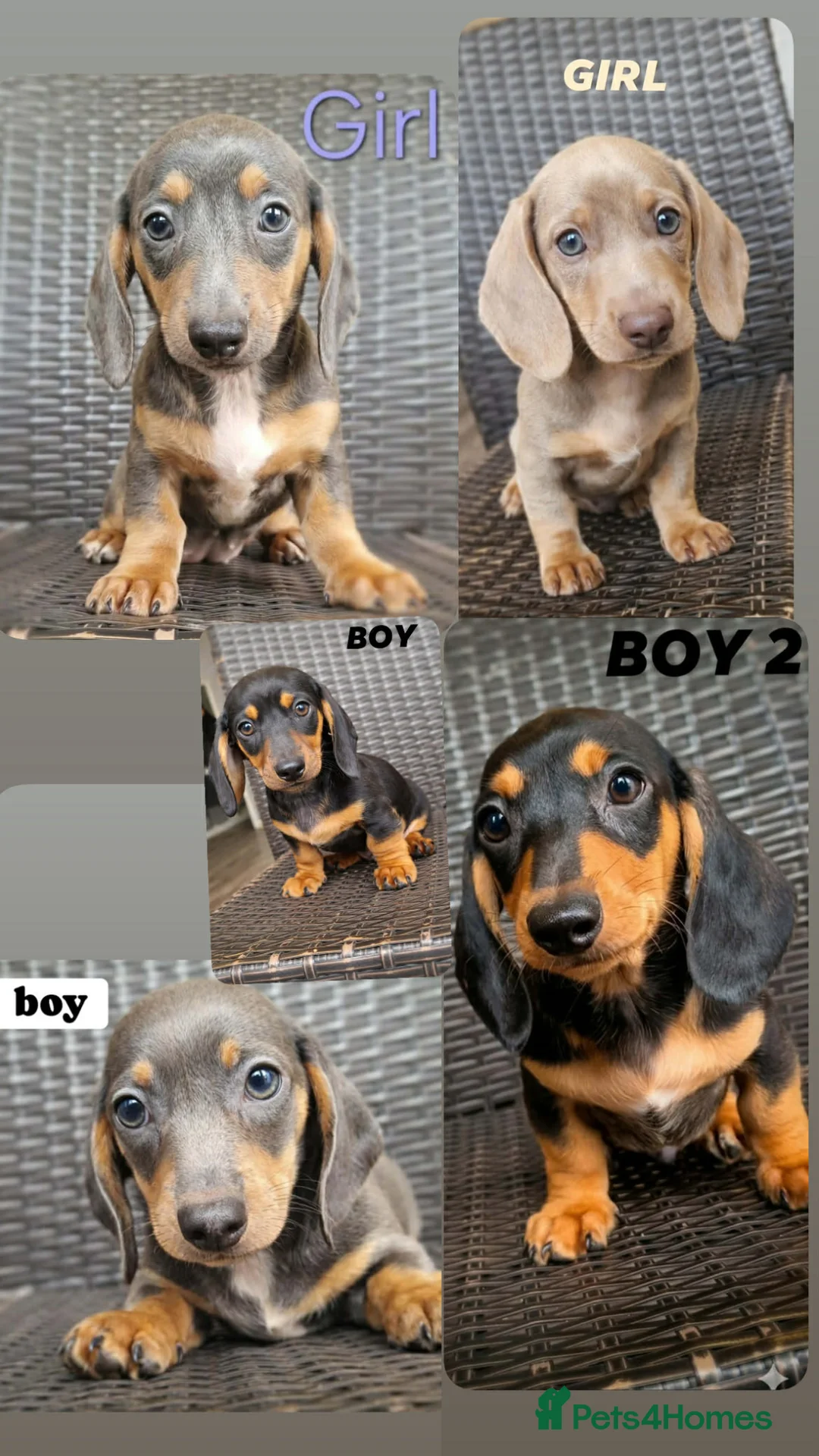 Miniature Dachshund dogs for sale: Beautiful Dachshund puppies for sale  - Advert 1