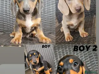 Miniature Dachshund dogs Beautiful Dachshund puppies for sale - Advert 18