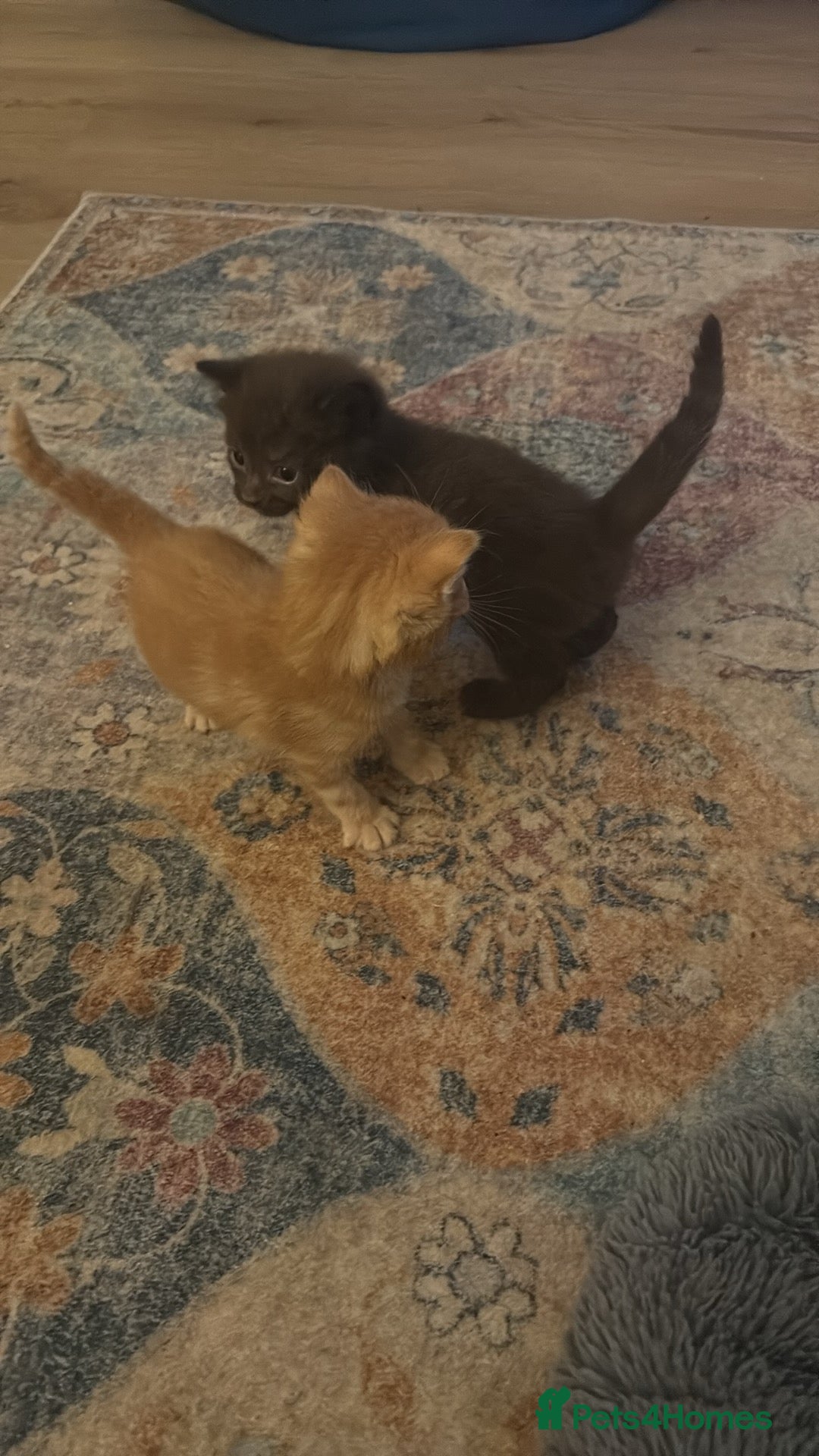 Domestic Shorthair cats for sale: Beautiful kittens looking for their forever home - Image 2