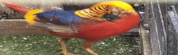 Mixed Breed birds for sale: Pheasants  - Advert 1