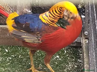 Mixed Breed birds Pheasants - Advert 16