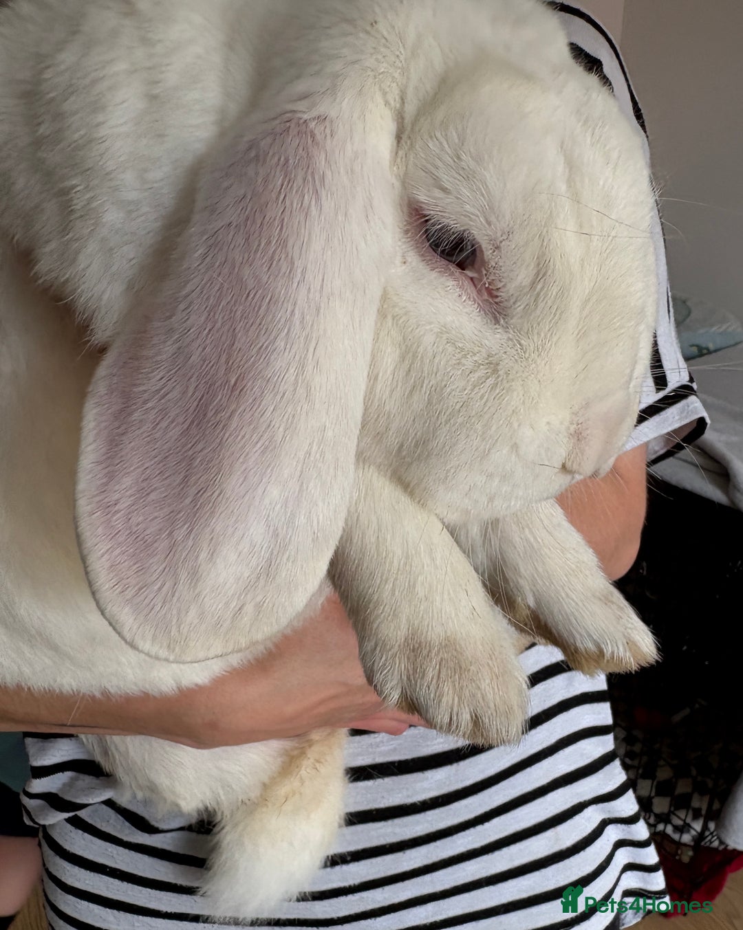 French Lop rabbits for sale: Male French lop - Image 4