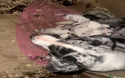 Border Collie dogs for sale: merle + black and white pups  - Image 13