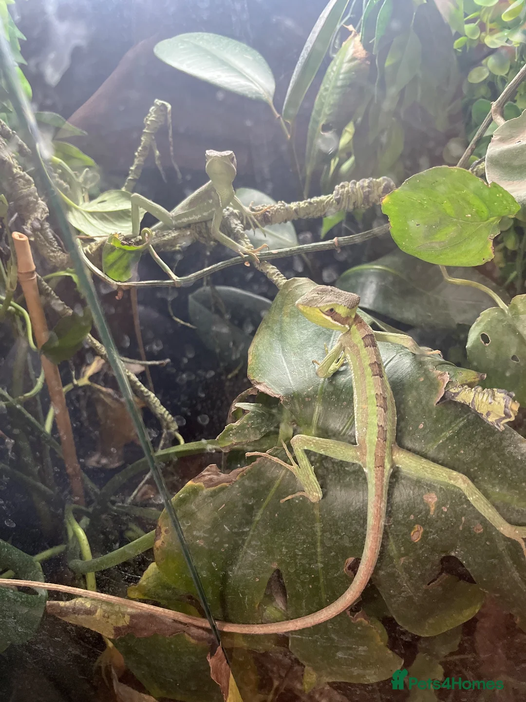 Iguana reptiles for sale: 2x Casquehead iguanas  in Spalding - Advert 3