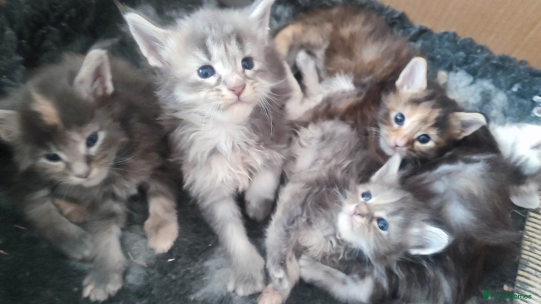 Maine Coon cats for sale: Fully health tested and Tica registered  in Great Missenden - Image 4