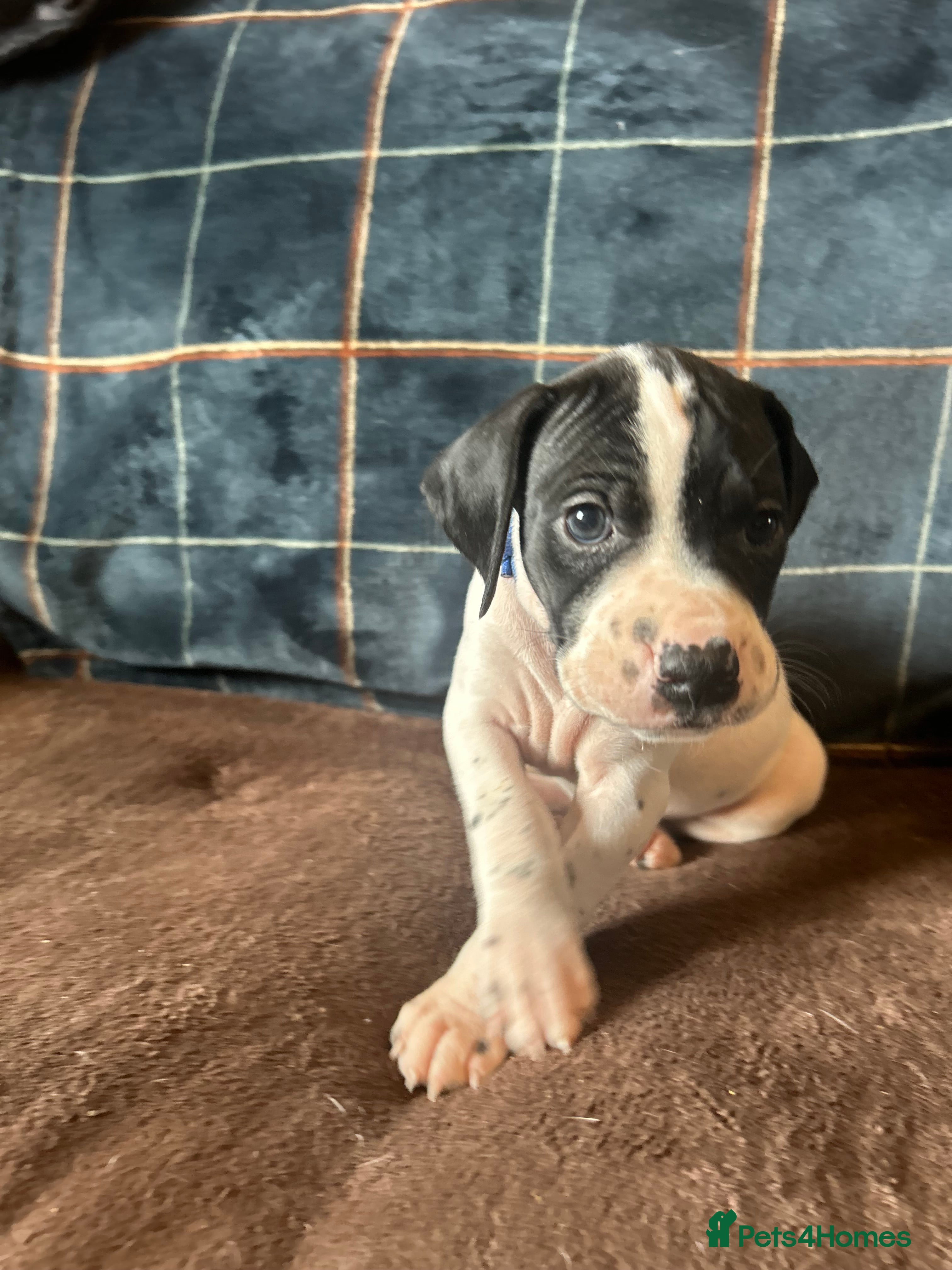 Pointer dogs for sale: KC English Pointer Puppies - Advert 21