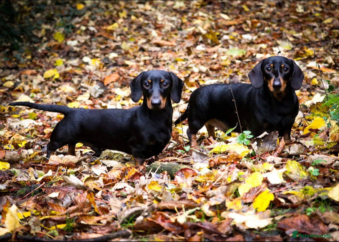 Miniature Dachshund dogs for sale: 2 mini daschunds looking for the perfect home - Image 2