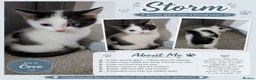 Mixed Breed cats for sale: Ready for their forever families  - Advert 3