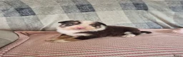 Border Collie dogs for sale: Border collie pups - Advert 2