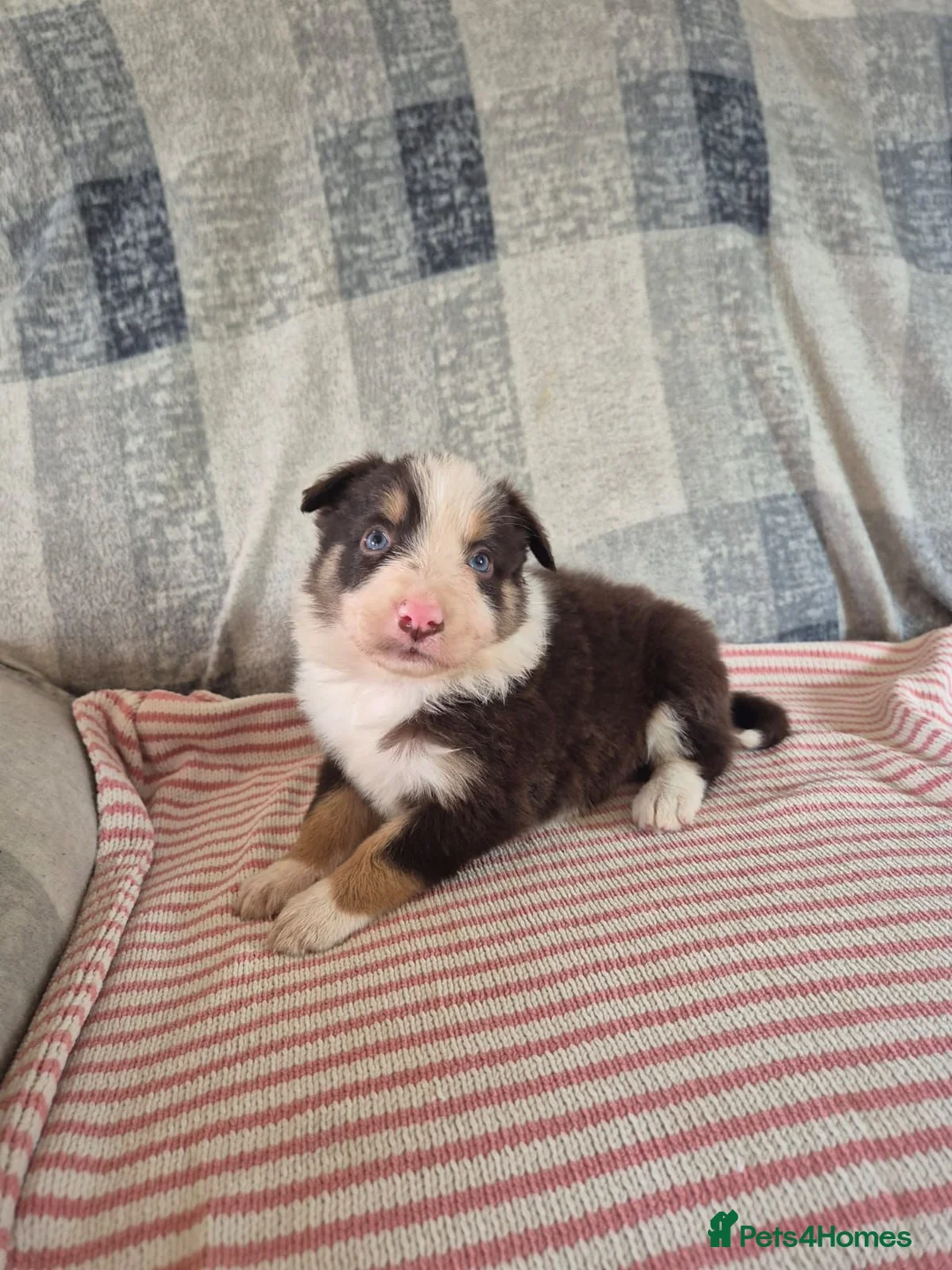 Border Collie dogs for sale: Border collie pups - Advert 2