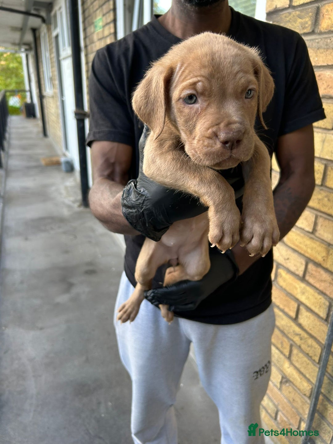 Mastiff dogs for sale: Mastiff X Pups - Advert 11