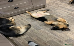German Shepherd dogs for sale: REX - German Shepherd Boy - 15 months old  - Image 6