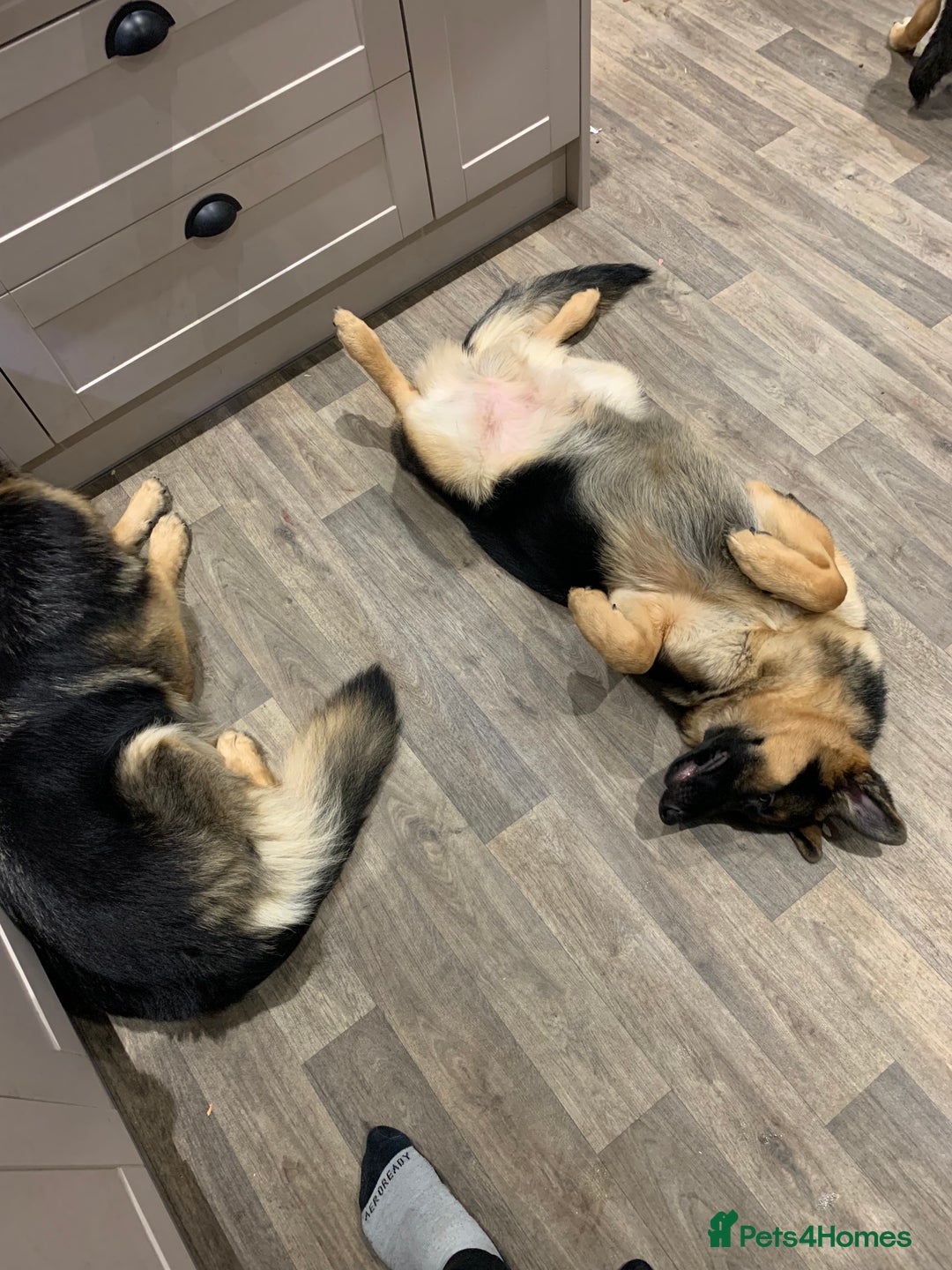 German Shepherd dogs for sale: REX - German Shepherd Boy - 15 months old  - Image 6