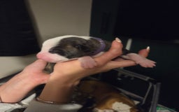 American Bulldog dogs for sale: American bulldog puppies  - Image 22