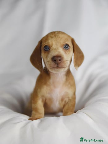 Miniature Dachshund dogs - Advert 5