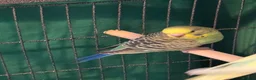 Budgerigars birds for sale: 8 week old baby budgies available in Runcorn - Advert 11