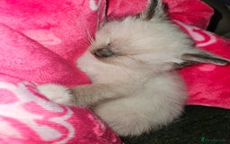 Ragamese cats for sale: 3/4 Ragdoll x 1/4 Siamese Kittens ♡ - Image 6