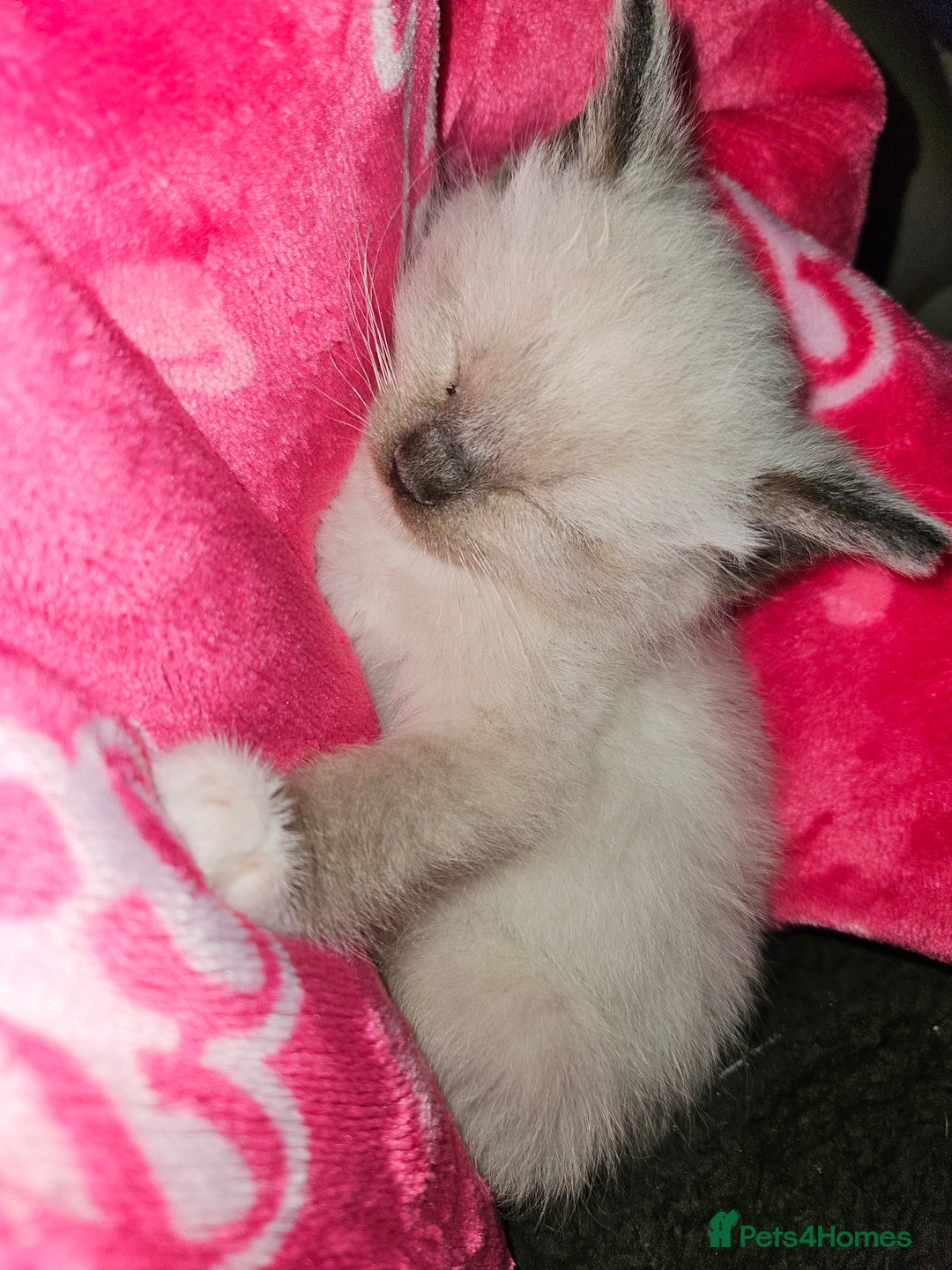 Ragamese cats for sale: 3/4 Ragdoll x 1/4 Siamese Kittens ♡ - Image 6