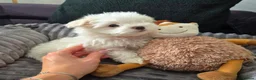 Maltese dogs for sale: 🐶Exceptional Maltese Puppies–ONLY 2 BOYS LEFT  - Advert 4