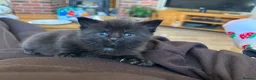 Mixed Breed cats for sale: 4 male kittens for sale  in Meifod - Advert 7