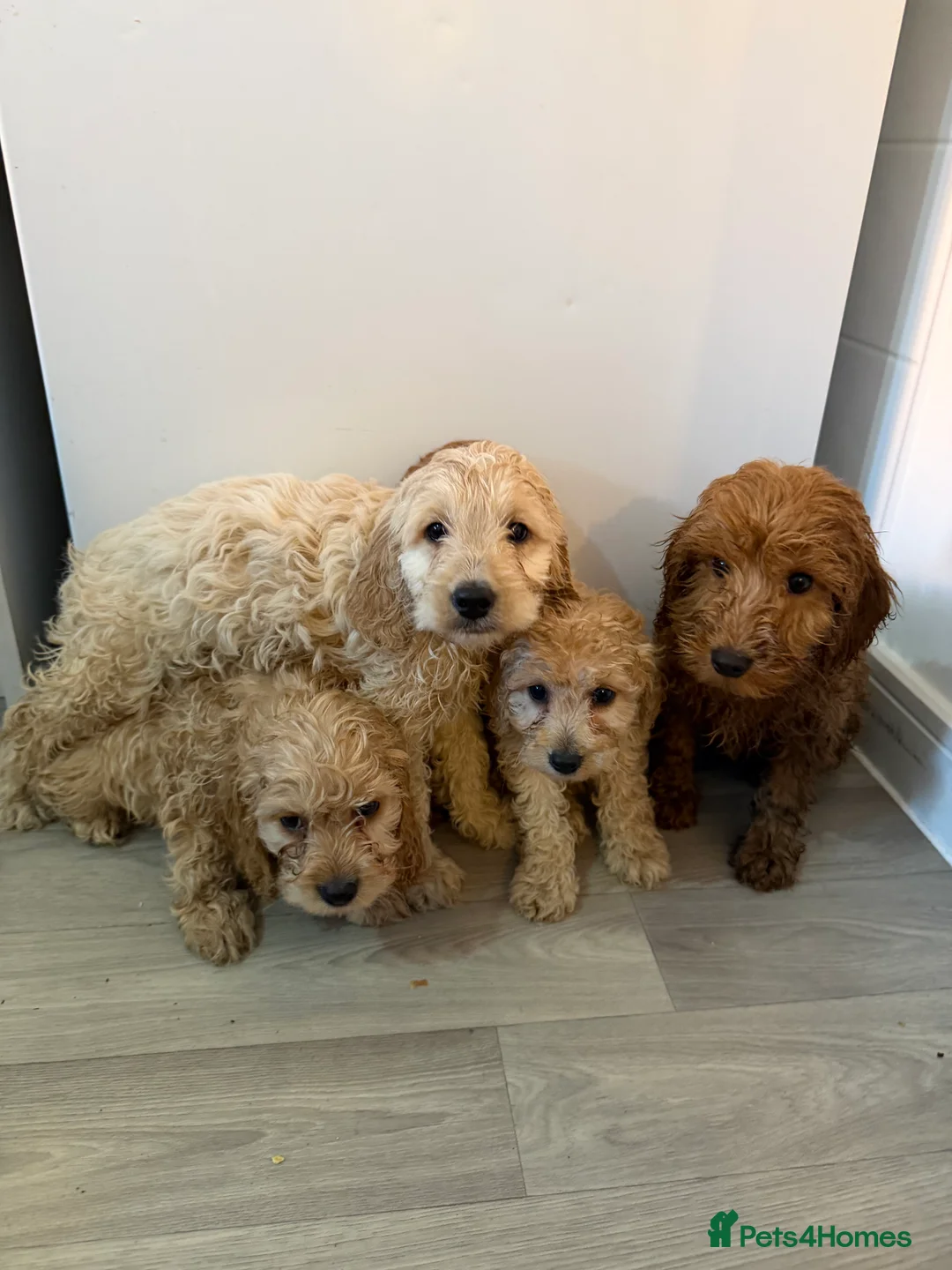 Cockapoo dogs for sale: Cockapoo puppies  - Advert 12