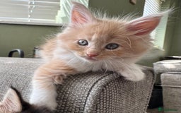 Maine Coon cats for sale: Xl Beautiful Mainecoon kittens for sale - Image 13