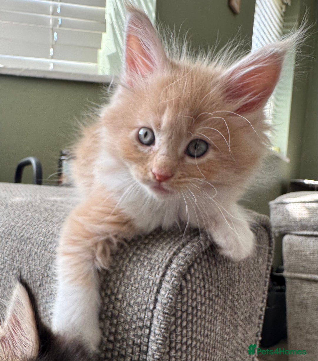 Maine Coon cats for sale: Xl Beautiful Mainecoon kittens for sale - Image 13
